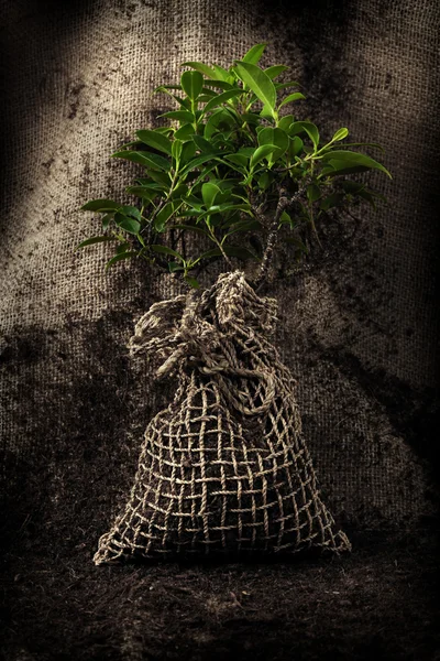 Árbol listo para ser plantado — Foto de Stock