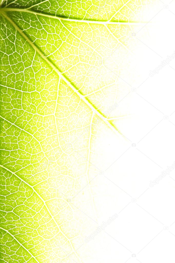 Bright leaf closeup
