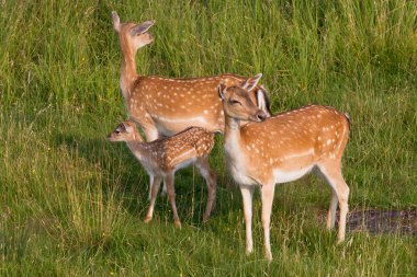 Two deer with vigilant. clipart