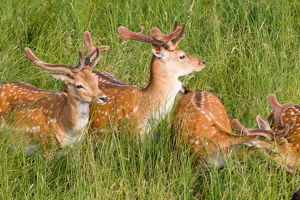 stock image Young deer.