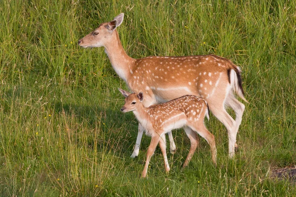 stock image Deer in a meadow with a young