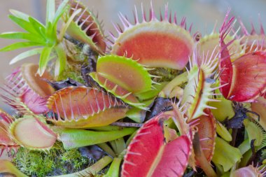 Dionaea muscipula