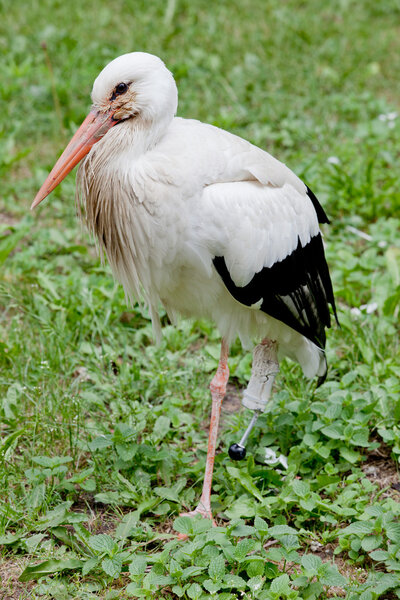 Stork.