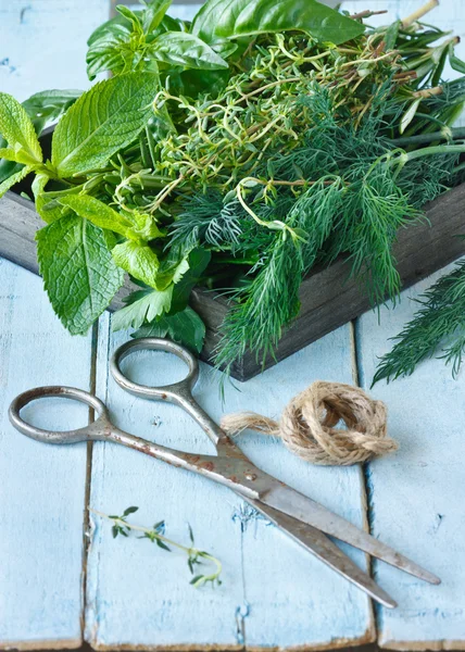 Herbs and scissors. — Stock Photo, Image