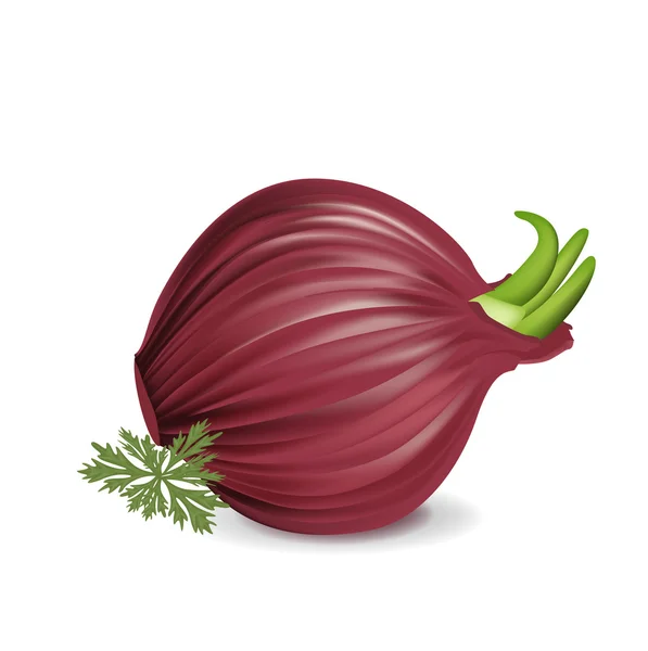 Whole red onion with parsley — Stock Vector
