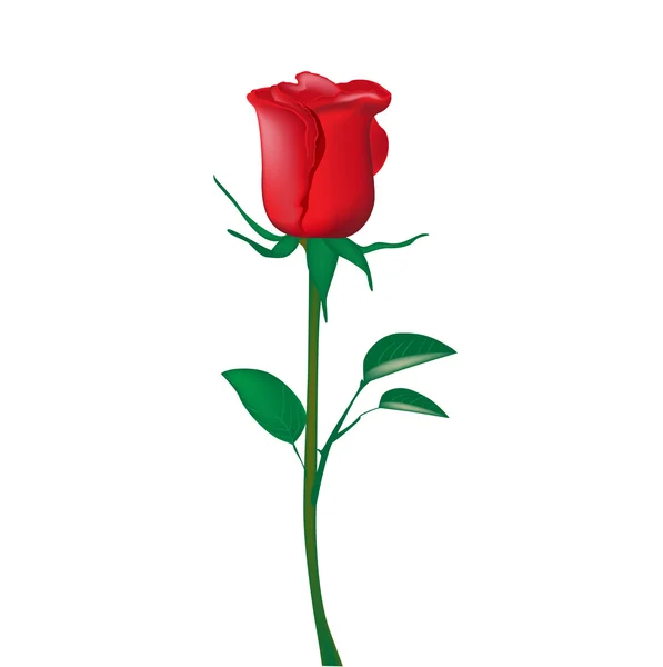 Einzelne rote Rose — Stockvektor