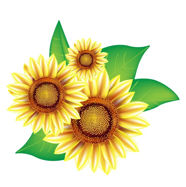 Three sunflowers with leaves — Stock Photo, Image