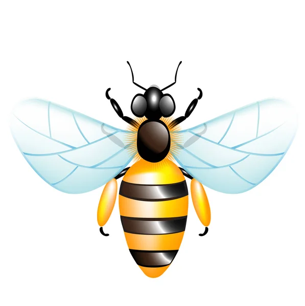 1 つの蜂蜜の蜂 — ストック写真