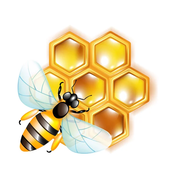 Bee on honeycomb — Stock Photo, Image