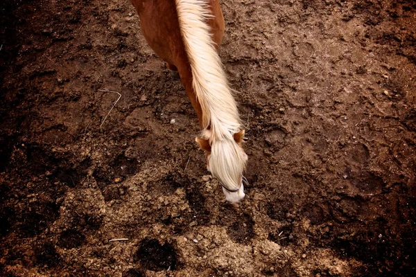 Horse! — Stock Photo, Image