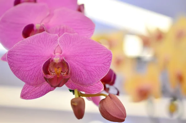 Orchid blooms — Stock Photo, Image