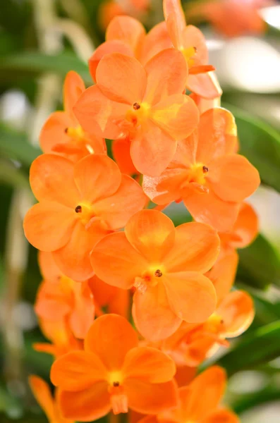 Оранжевые орхидеи — стоковое фото