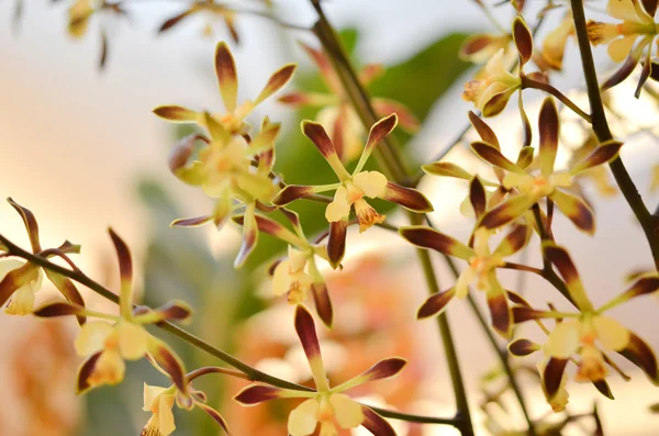 stock image Yellow orchids