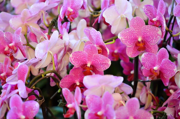 Růžové orchideje — Stock fotografie