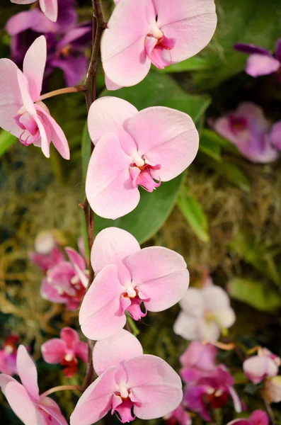 ピンクの蘭 — ストック写真