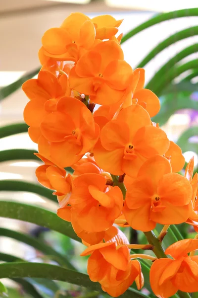 Orchidee arancioni — Foto Stock