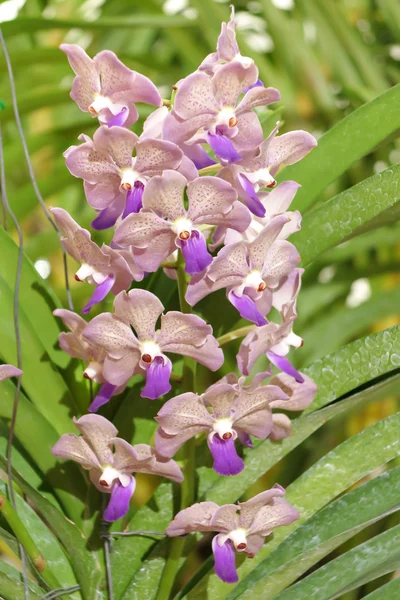 stock image Flowers