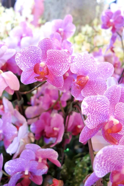 Violet orchids — Stock Photo, Image