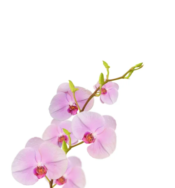 Orquídeas roxas — Fotografia de Stock