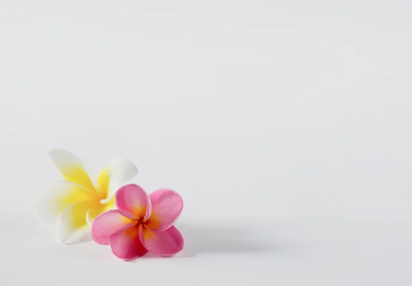पांढरा वर दोन फूल — स्टॉक फोटो, इमेज