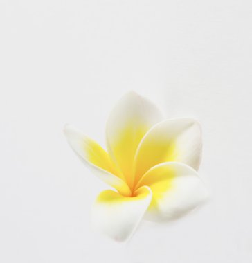 Plumeria