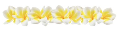 Plumeria on white clipart