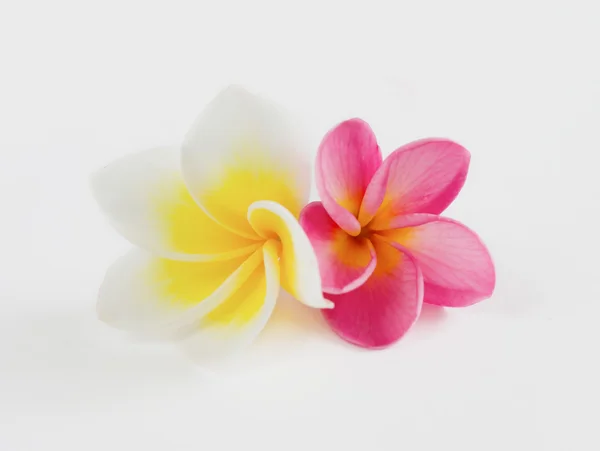 2 flower — Stock Photo, Image