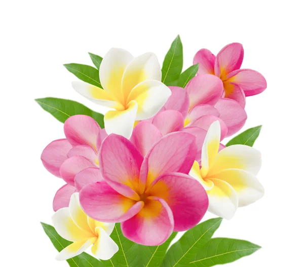 Beautiful flower — Stock Photo, Image