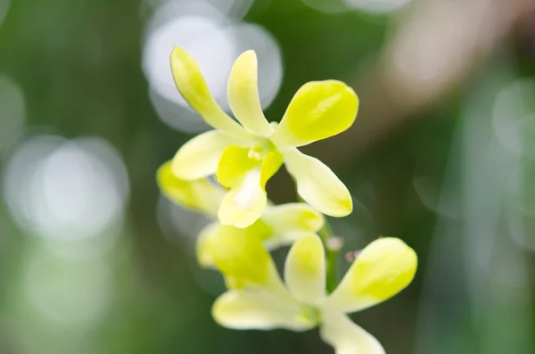 stock image Orchid in garden