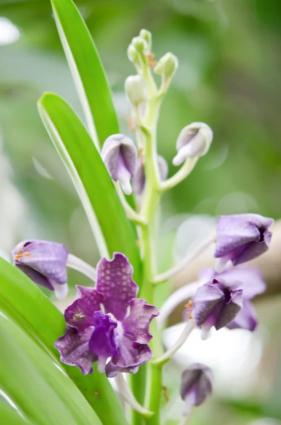 Orchidee viola — Foto Stock