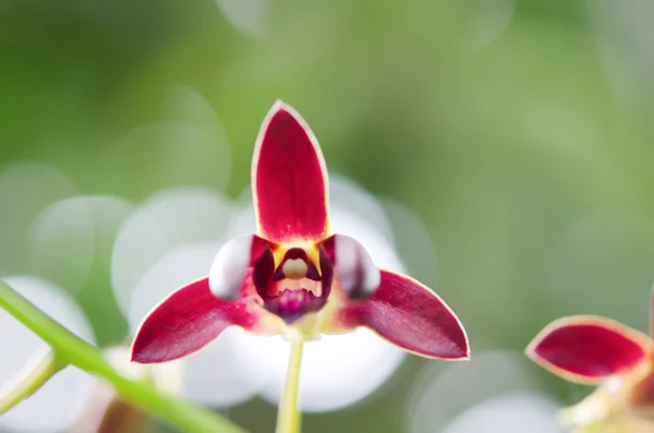 Orchidea rossa — Foto Stock