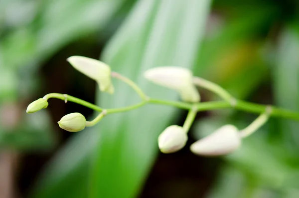 Broto de orquídea — Fotografia de Stock