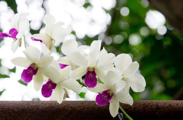 Fresh orchid in garden — Stock Photo, Image