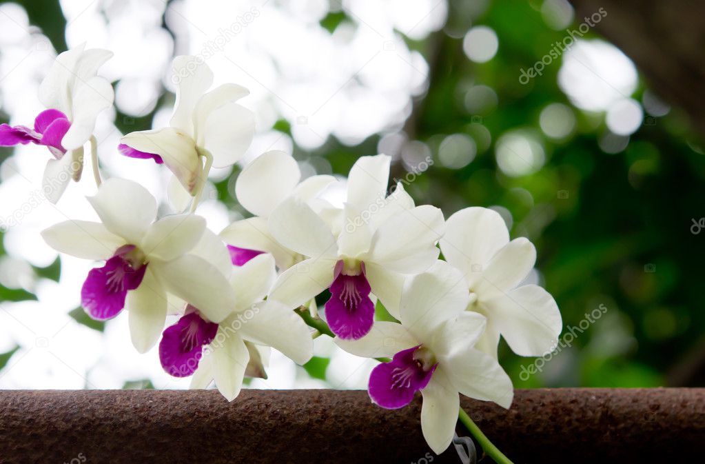 Orquídea fresca en el jardín: fotografía de stock © rakratchada #11829559 |  Depositphotos