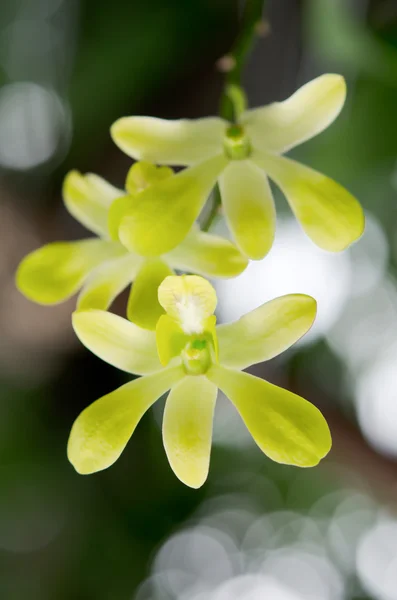 stock image Lemon orchids