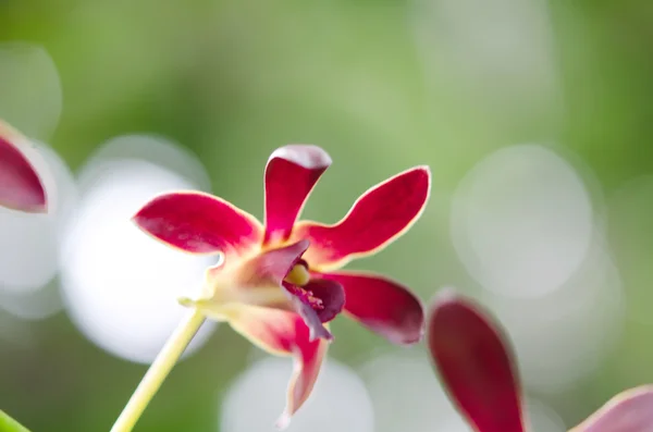 Orchidea rossa in giardino — Foto Stock
