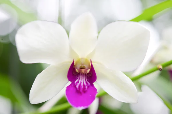 Witte en violet orchideeën — Stockfoto