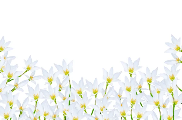 stock image White flora