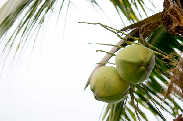 Grüne Kokosnuss am Baum — Stockfoto