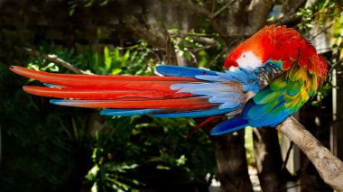 Red and blue macaw grooming while roosting on branch clipart