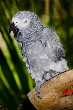 Afrika gri papağanı dalda roosting portresi