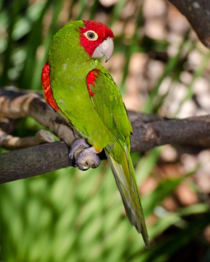 Red and green parrot roosting on branch clipart