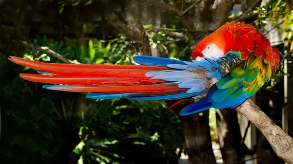 Red and blue macaw grooming while roosting on branch — Stock Photo, Image