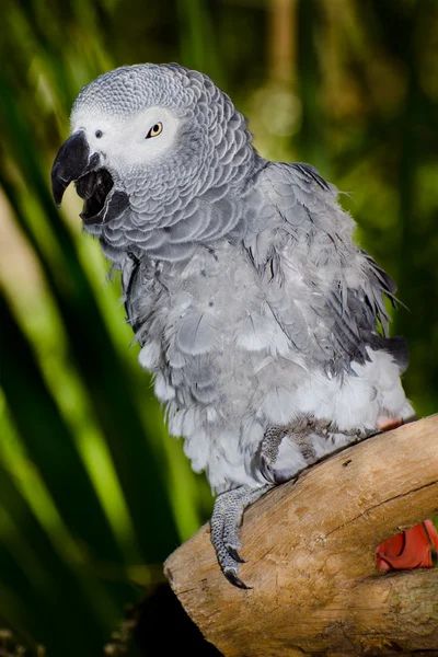 Portrait of African gray parrot roosting on branch — Stock Photo, Image