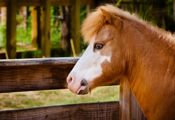 stock image Profile portrait of pony at farm with space for copy