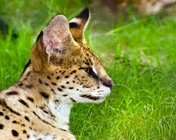 Serval (felis serval profil portresi) — Stok fotoğraf