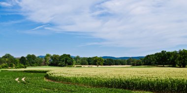 Curved rows of corn and soybeans growing in summer