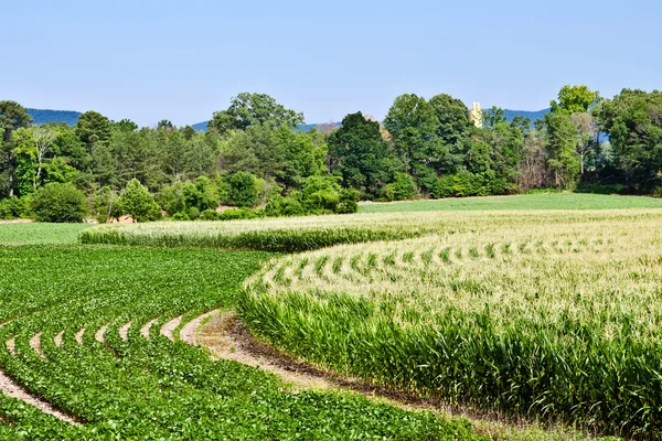Zakrzywione rzędy kukurydzy i soi rośnie latem — Zdjęcie stockowe