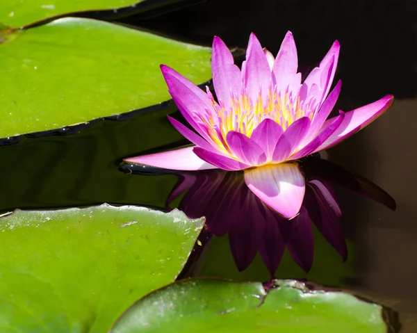 Lotus flower in water — Stock Photo, Image