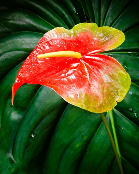 stock image Anthurium flower in tropical habitat